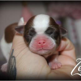 Legend - Liver and white male Shih Tzu puppy in Warren, Michigan from Danielle's Yorkie & Shih Tzu Babies