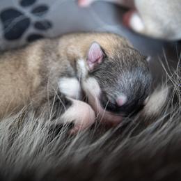 Siberian Husky Puppies from Ivie Huskies