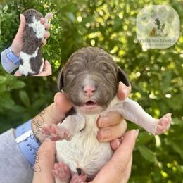Brown parti female - Parti female Poodle puppy in Jacksonville, Florida from Creek Side Kennels