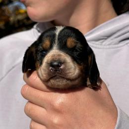Male 3 - Black brown and white male Basset Hound puppy in Lindley, New York from Hill Top Basset Hounds & Cane Corso