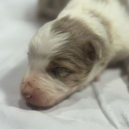 M1 - Red merle male Border Collie puppy in Meridian, Mississippi from Border Hollow Border Collies