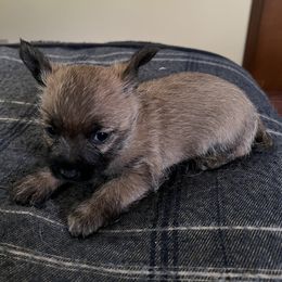 Cairn Terrier Puppies from Shining Waters Farm