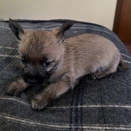 Cairn Terrier Puppies from Shining Waters Farm