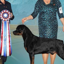 Rottweilers from Birch Creek