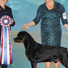 Rottweilers from Birch Creek