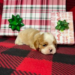 AKC- Blenheim Colored Boy - Blenheim male Cavalier King Charles Spaniel puppy in Raymondville, Missouri from Puppy PlayPen