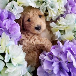 Assorted Doodle Crosses and Goldendoodle Puppies from Wake Forest Darling Doodles