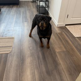 Oska - Black and mahogany female Rottweiler puppy in Denver, Colorado from Denver Rottweilers