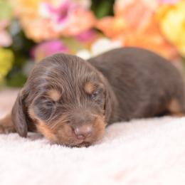 Kors - Chocolate and tan male Dachshund puppy in Neosho, Missouri from A Walk In The Park