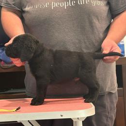 Green Black male 3 - Black male Labrador Retriever puppy in Menifee, California from The Golden Leash Kennels
