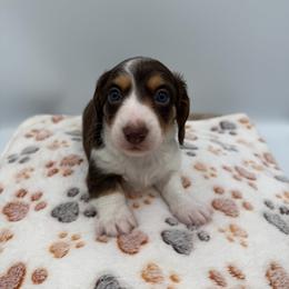 Ned - Piebald male Dachshund puppy in Chandler, Arizona from KCK9 Dachshunds