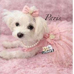 Paris - Maltese