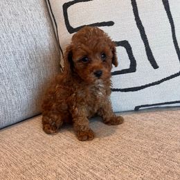 Wyatt - Red  male Poodle puppy in Queen Creek, Arizona from Prestigious Toy Poodles