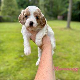 Harmony - Red female Cavapoo puppy in Midland, Michigan from Northern Charm Farm