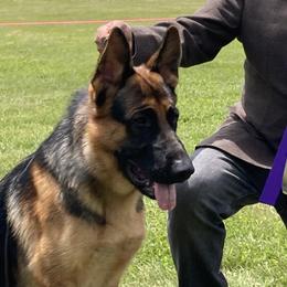 German Shepherds from Haus Mahr German Shepherds & Training, LLC