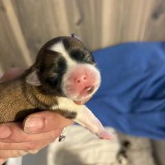 Black - Black gold and white female Mal-Shi puppy in Walterboro, South Carolina from Puddlejumpers