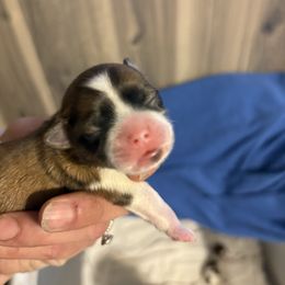 Black - Black gold and white female Mal-Shi puppy in Walterboro, South Carolina from Puddlejumpers