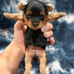 Girl 2 - Black and tan female Yorkipoo puppy in Bartlesville, Oklahoma from Winchester's Magic Yorkipoos & Poodles