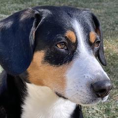 Entlebucher Mountain Dogs from Eagleheart Entlebuchers