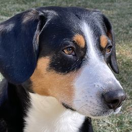 Entlebucher Mountain Dogs from Eagleheart Entlebuchers