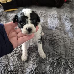 Buddy - Black & white male Maltipoo puppy in Sedro Woolley, Washington from Absher Ranch