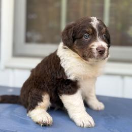 Bordoodle Puppies from Borders of Eby Eden