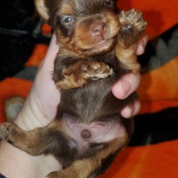 Yorkshire Terrier Puppies from Precious Paws LLC
