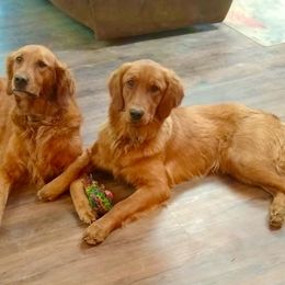 Golden Retrievers from Future Hope Goldens