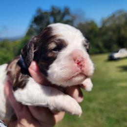 AKC Yahtzee - Brown and white female Cocker Spaniel puppy in New Market, Tennessee from Down in the Holler