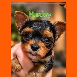 Huxley - Black and tan male Yorkshire Terrier puppy in Moses Lake, Washington from Harmony Hills Yorkies