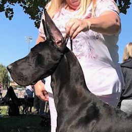 Rayna - Great Dane