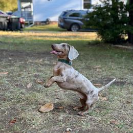 Dachshund All Grown Up from BlackPine Kennels