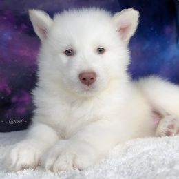 Polar - White Alaskan Malamute puppy in Spokane, Washington from Asgard Wooly Malamutes