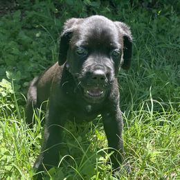 Purple - Black female Cane Corso puppy in Gatesville, Texas from Corso Dynasty