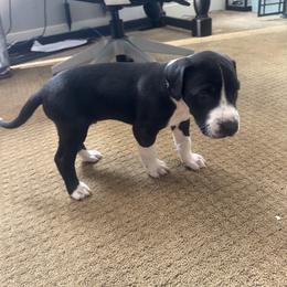 Rocky - Mantle male Great Dane puppy in Littleton, Colorado from Denver Danes
