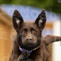 Labrador Retriever Puppies from Rose Gold Retrievers
