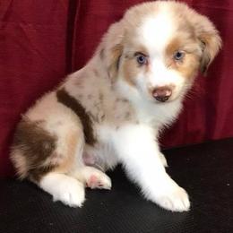 Dachshunds and Miniature Australian Shepherds from Maverick Kennels