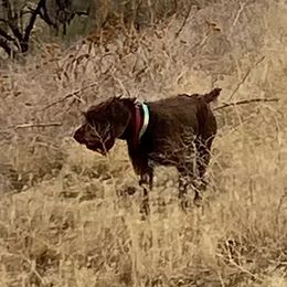 Bella - Pudelpointer