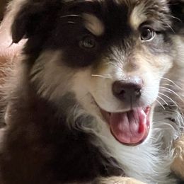 Miniature Australian Shepherd and Toy Australian Shepherd Puppies from Bit O' Bliss Farm LLC