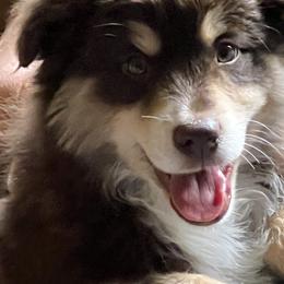 Miniature Australian Shepherd and Toy Australian Shepherd Puppies from Bit O' Bliss Farm LLC