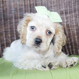Cocker Spaniel puppies from Double M Cocker Spaniels