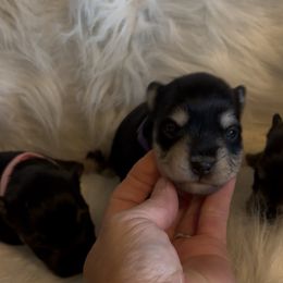 Lilly - Black and silver female Miniature Schnauzer puppy in Atoka, Oklahoma from Boggy Depot Cavaliers & Friends