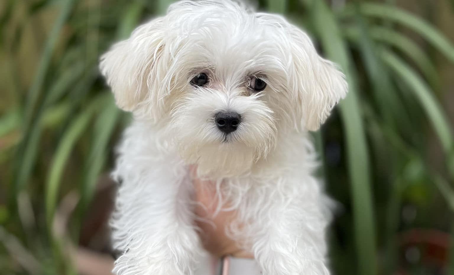 A shaggy Maltese pup poses for the camera