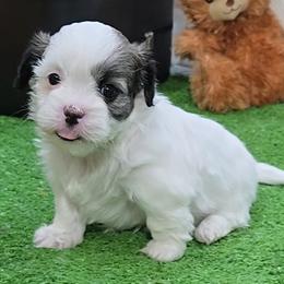 Amber - Brindle and white female Mal-Shi puppy in Aurora, Missouri from KnJ Precious Paws LLC