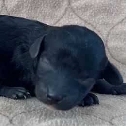Licorice - Black male Poodle puppy in Overbrook, Kansas from Hidden Springs Poodles LLC