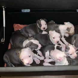 American Pit Bull Terrier and American Bully Puppies from AmericanPitBully.Com