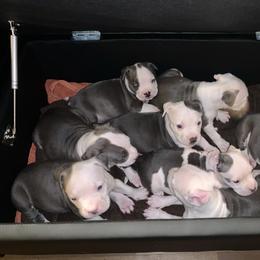 American Pit Bull Terrier and American Bully Puppies from AmericanPitBully.Com