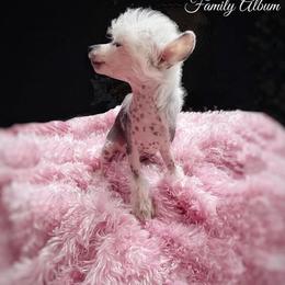 Chihuahua and Chinese Crested Puppies from Western Kentucky Chihuahua’s and Chinese Crested’s