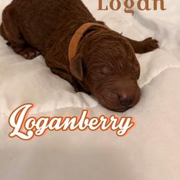Logan - Red  male Poodle puppy in Sheridan, California from Renegade Standard Poodles
