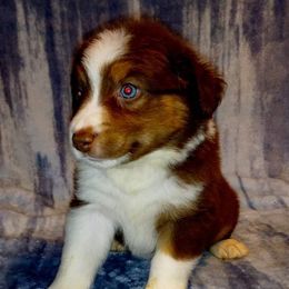 Miniature Australian Shepherd Puppies from Finndigo Mini Aussies